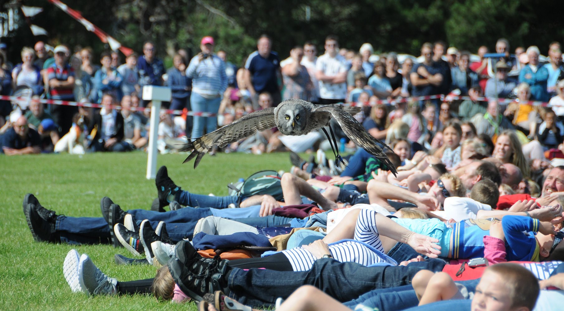 falconry3